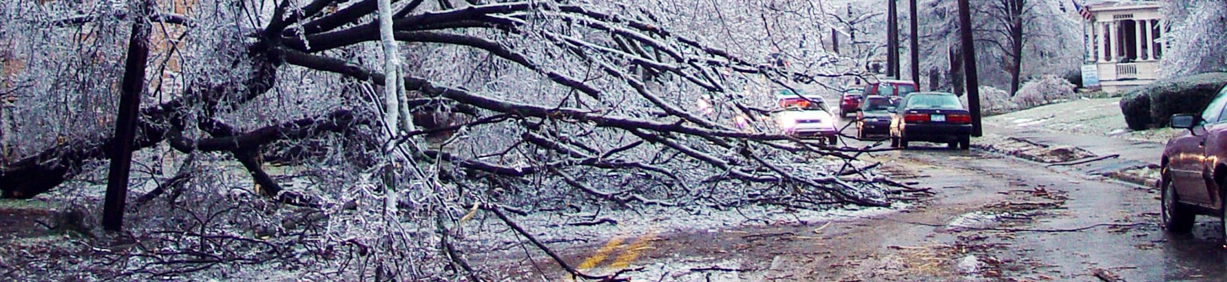 Tree downed by ice storm